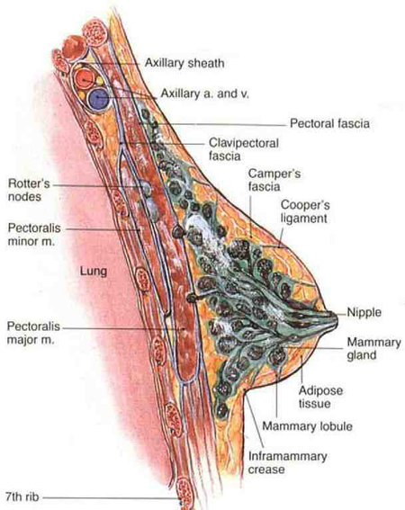 Montgomery Glands