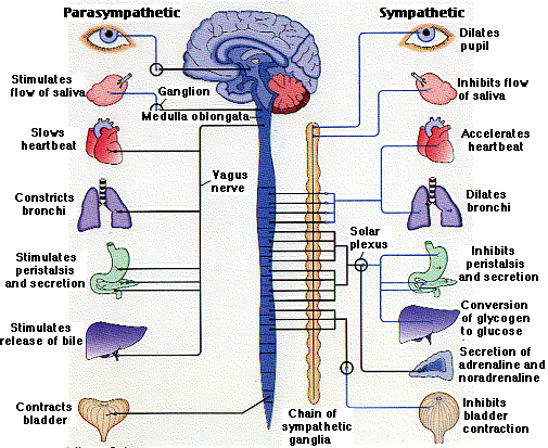 Central Nervous System, Nervous System