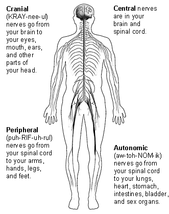 Peripheral Nervous System