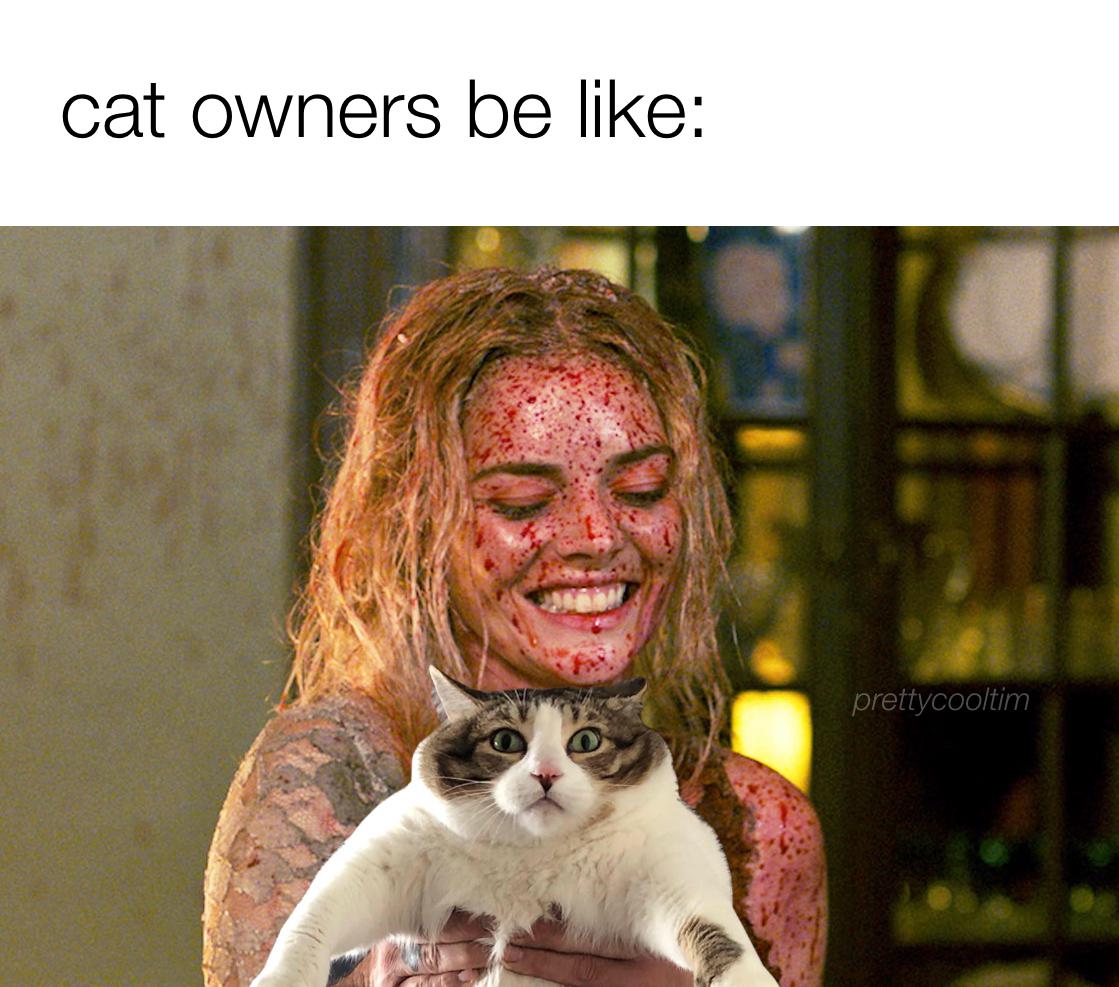 Cat Memes on DrStandley.com