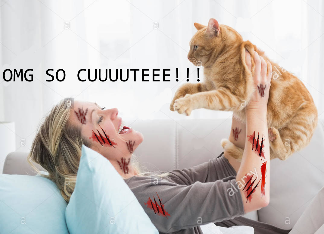 Cat Memes on DrStandley.com