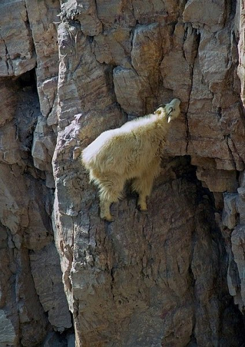 New Moon in Capricorn on DrStandley.com