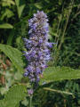 Anise Hyssop