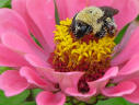 Bee Pollen