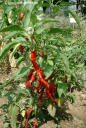 Capsicum