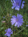 Chicory