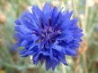 Cornflower
