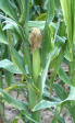 Cornsilk