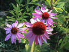 Echinacea