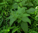 Figwort