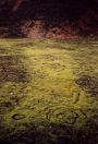 Iceland Moss