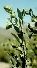 Jojoba