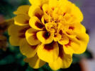 Marigold