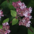 Marjoram