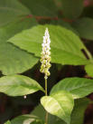Senega