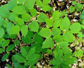 Spikenard