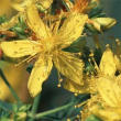 St. Johns Wort