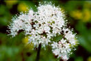 Valerian