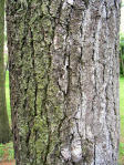White Pine Bark