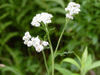 Yarrow
