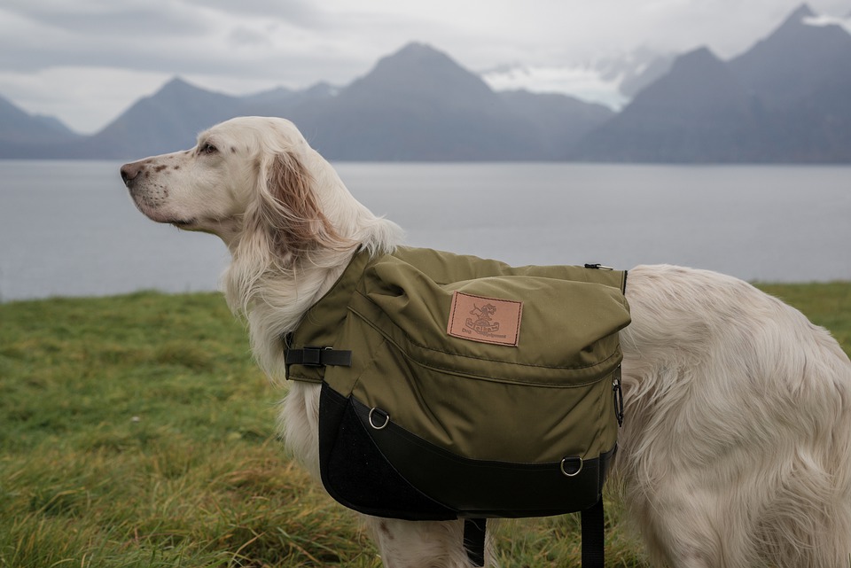 What pets should have in their bug-out-bag on DrStandley.com