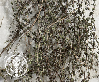 Thyme