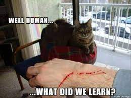 Cat Memes on DrStandley.com