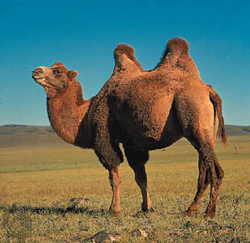 Native American Camel Animal Medicine