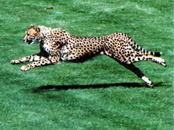 Native American Cheetah Animal Medicine