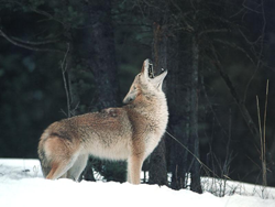 Native American Coyote Animal Medicine