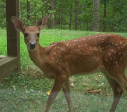 Native American Deer Animal Medicine