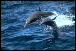 Native American Dolphin Animal Medicine