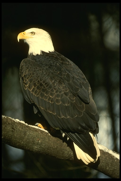 Native American Eagle Animal Medicine