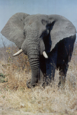 Native American Elephant Animal Medicine