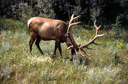 Native American Elk Animal Medicine