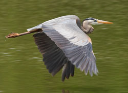 Native American Heron Animal Medicine