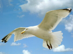 Native American Gull Animal Medicine