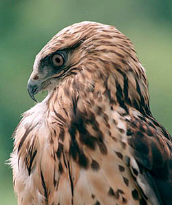 Native American Hawk Animal Medicine