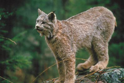 Animal Medicine