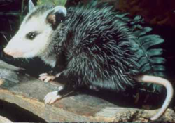 Animal Medicine