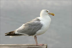 Native American Seagull Animal Medicine