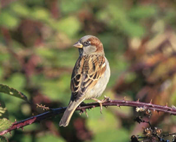 Native American Sparrow Animal Medicine