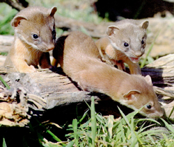 Native American Weasel Animal Medicine