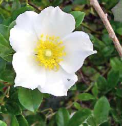 Cherokee Rose