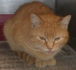 Aries Cat