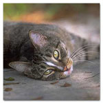 Cancer Cat