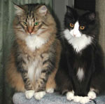 Gemini Cat