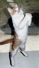Pisces Cat