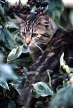 Scorpio Cat