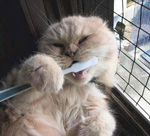 Virgo Cat